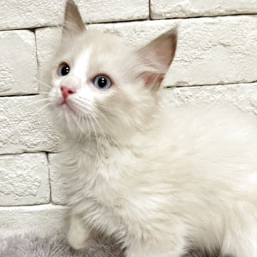 ラグドール【群馬県・男の子・2025年10月3日・ブルーポイントバイカラー（長毛）】の写真「可愛い男の子仲良くしてください」