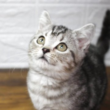 マンチカン(短足)【群馬県・女の子・2025年7月2日・シルバータビー】の写真「可愛い女の子💕」