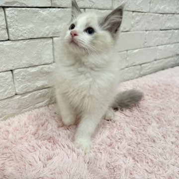 ラグドール【群馬県・女の子・2024年11月7日・ブルーポイントバイカラー】の写真「可愛い女の子💕」