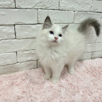 ラグドール【群馬県・男の子・2024年11月7日・ブルーポイントバイカラー】の写真「可愛い男の子💕」