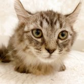 アメリカンカール×マンチカン(短足)