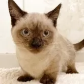 アメリカンカール×マンチカン(短足)