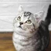 マンチカン(短足)