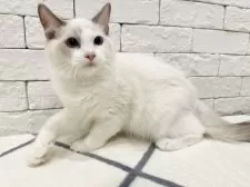 ラグドール【群馬県・男の子・2025年3月25日・ブルーポイントバイカラー】の写真2