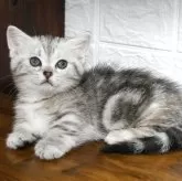 マンチカン(短足)【群馬県・女の子・2025年6月1日・シルバータビー】の写真2