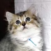 ラグドール×チンチラゴールデン【群馬県・男の子・2025年5月9日・ブラウンタビー】の写真2