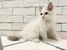 ラグドール【群馬県・女の子・2025年5月9日・ブルートーティポイントバイカラー】の写真3