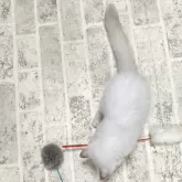 ラグドール【群馬県・女の子・2025年7月20日・ブルートーティーポイントバイカラー】の写真6