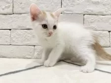 アメショー×ラガマフィン【群馬県・男の子・2025年7月8日・レッド&ホワイト】の写真3