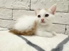 アメショー×ラガマフィン【群馬県・男の子・2025年7月8日・レッド&ホワイト】の写真4