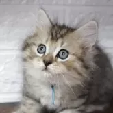 ラグドール×チンチラゴールデン【群馬県・男の子・2025年5月9日・ブラウンタビー】の写真5