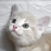 マンチカン(短足)【群馬県・男の子・2025年6月1日・クリームタビー】の写真5