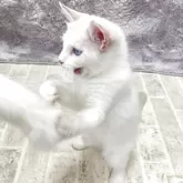 ラグドール【群馬県・女の子・2025年7月20日・ブルートーティーポイントバイカラー】の写真7