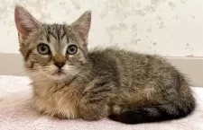 マンチカン✖️アメリカンカール【群馬県・女の子・2025年2月20日・ブラウンタビー】の写真7