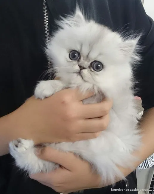 ID：1612-00159の子猫