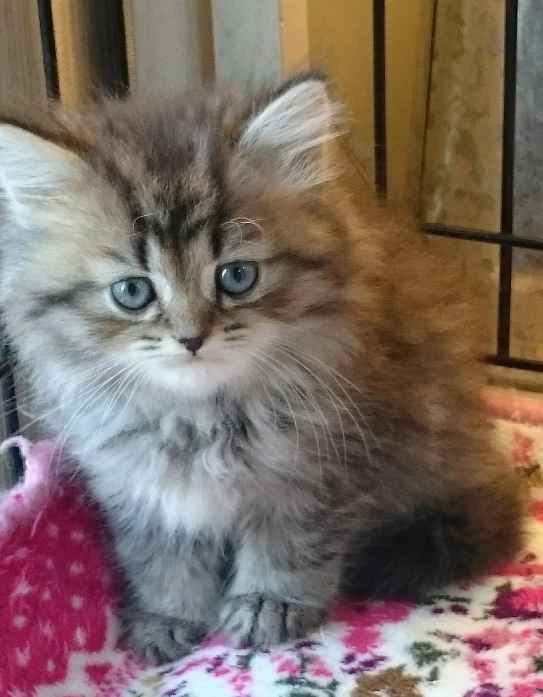 ID：1606-00424の子猫