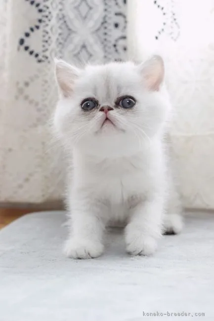 ID：2204-02648の子猫