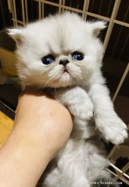 ID：2004-00296の子猫