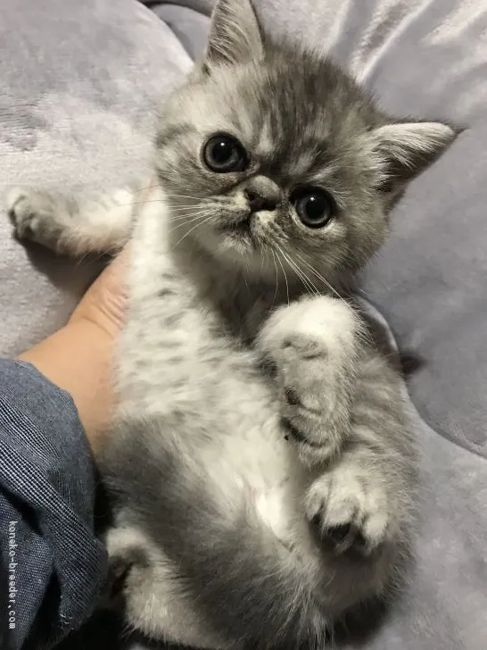 ひな 様のお迎えした子猫