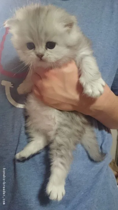 ID：1604-00640の子猫
