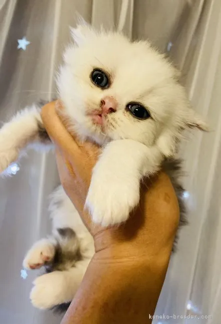 ID：2109-01097の子猫