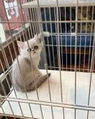 エキゾチックショートヘア【東京都・男の子・2022年3月26日・チンチラシルバー】の写真5