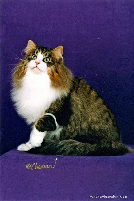Name Shocola color Brown Mkl tabby & white｜望月　一男(もちづき　かずお)ブリーダー(静岡県・ノルウェージャンフォレストキャット・CFA登録)の紹介写真3