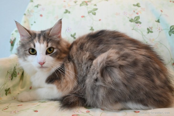 ノルウェージャンフォレストキャット【・女の子・2023年3月10日・ブル-パッチドマッカレルタビ-&ホワイト】