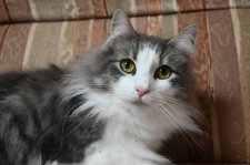 ノルウェージャンフォレストキャット【・女の子・2022年4月28日・ブルーマッカレルタビー＆ホワイト】