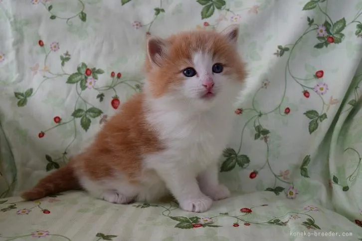 ID:1512-00055の子猫