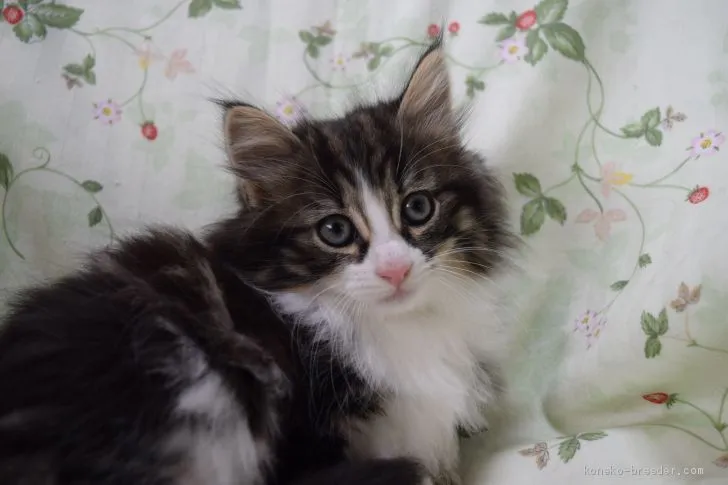 ID:1910-01319の子猫