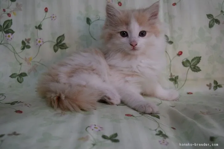 遠藤　雅彦 様のお迎えした子猫