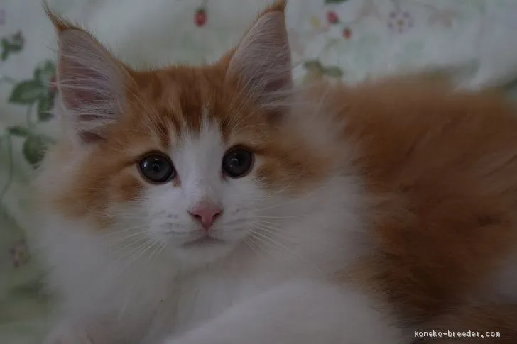 ID:2009-01064の子猫