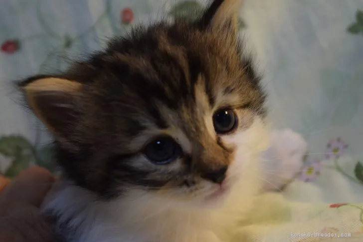 ID:2103-00405の子猫