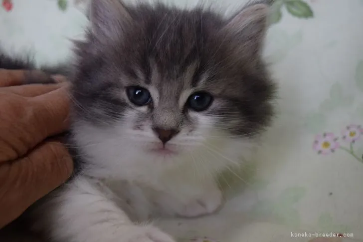 ID：2103-00406の子猫