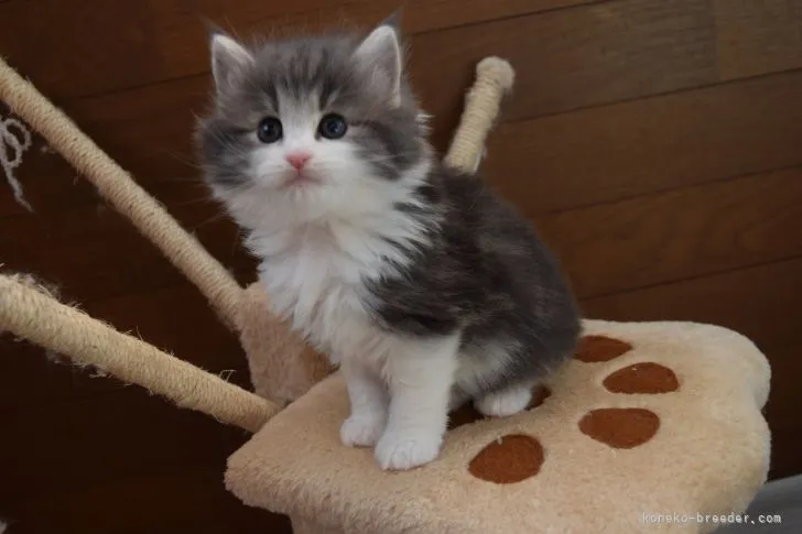 ID：2103-00402の子猫