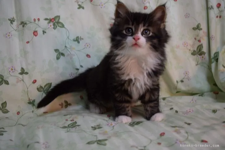 ID：1603-00162の子猫