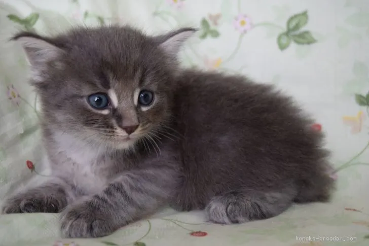 ID:2007-01525の子猫