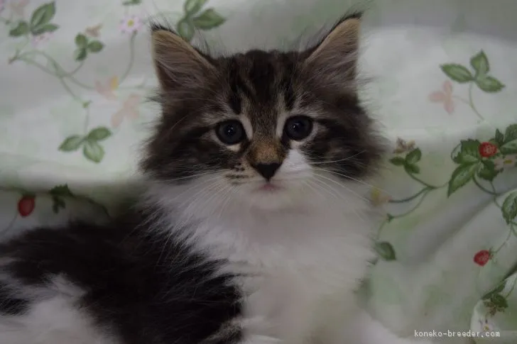 ID:2009-01069の子猫
