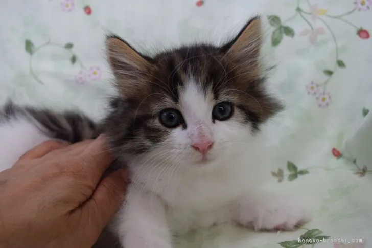 ID:1804-00603の子猫