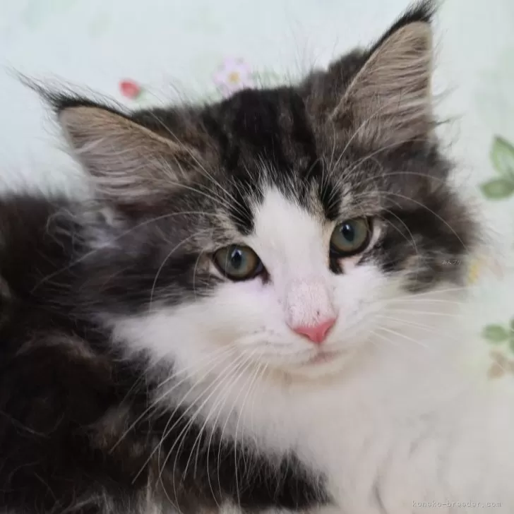 ID:2404-02866の子猫