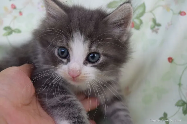 ID：1909-00249の子猫