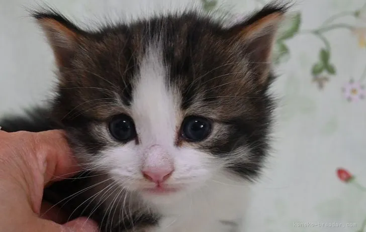 ID:2204-01801の子猫