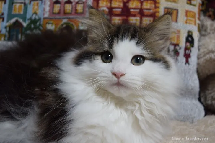 ID:1910-01318の子猫