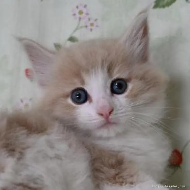 のりさん 様のお迎えした子猫