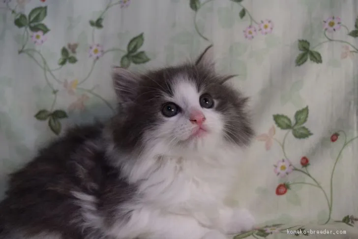 ID:2012-00745の子猫