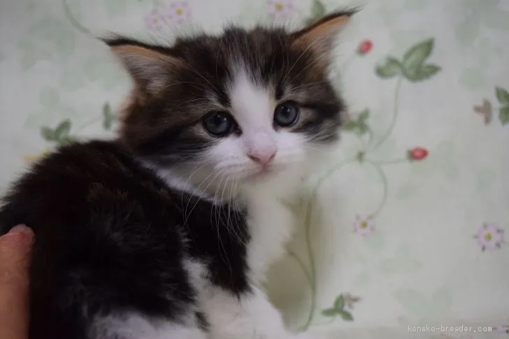 ID:2001-00236の子猫