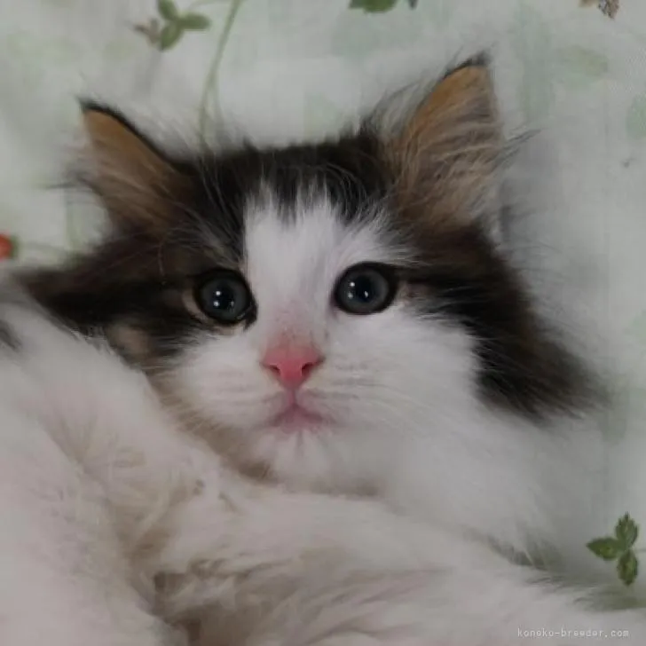 ID:2212-01711の子猫