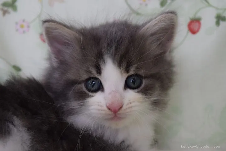 ID:2105-02102の子猫