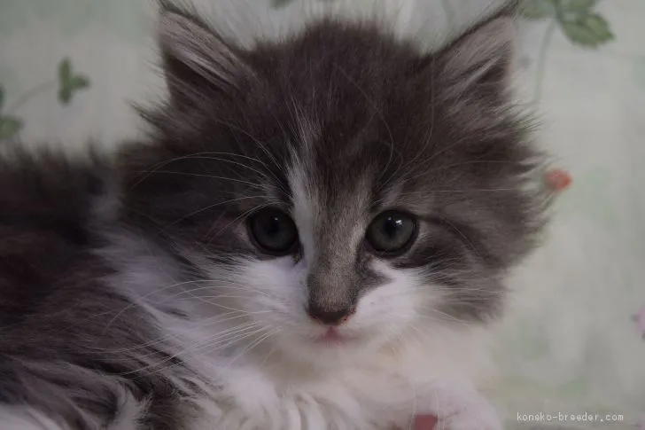 ID：2012-00748の子猫